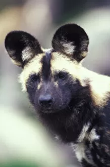 Images Dated 16th March 2004: Wild dog (Lycanon pictus)