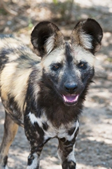 Wild Dog Prints: Wild Dog (Lycaon pictus), Captive
