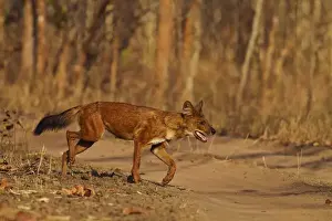 Tadoba Andheri Prints: Wild Dog on the move, Tadoba Andheri Tiger Reserve, India