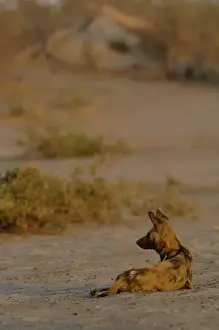 Predatory Prints: Wild dog or painted wolf (Lycaon pictus) Savuti channel, Linyanti region. BOTSWANA