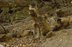 Images Dated 18th October 2005: Wild dogs or painted wolves (Lycaon pictus) Savuti channel, Linyanti region. BOTSWANA