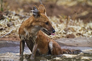 Images Dated 9th April 2010: Wild Dogs, Tadoba Andheri Tiger Reserve (TATR), India