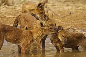 Images Dated 12th April 2010: Wild Dogs in the waterhole, Tadoba Andheri Tiger Reserve (TATR), India