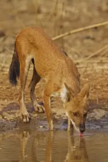 Pack Prints: Wild Dogs in the waterhole, Tadoba Andheri Tiger Reserve (TATR), India