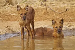 Images Dated 12th April 2010: Wild Dogs in the waterhole, Tadoba Andheri Tiger Reserve (TATR), India