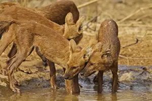 Images Dated 12th April 2010: Wild Dogs in the waterhole, Tadoba Andheri Tiger Reserve (TATR), India