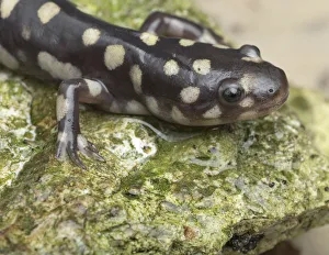 Images Dated 19th January 2016: Wild eastern tiger salamander, Ambystoma tigrinum tigrinum, Central Florida