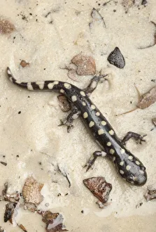 Burrow Prints: Wild eastern tiger salamander, Ambystoma tigrinum tigrinum, Central Florida
