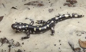 Wild eastern tiger salamander, Ambystoma tigrinum tigrinum, Central Florida