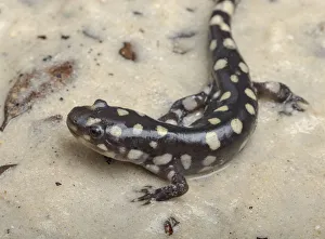 Images Dated 19th January 2016: Wild eastern tiger salamander, Ambystoma tigrinum tigrinum, Central Florida