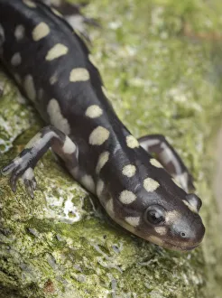 Images Dated 19th January 2016: Wild eastern tiger salamander, Ambystoma tigrinum tigrinum, Central Florida