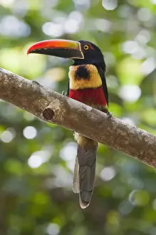 Costa Rica Prints: A wild Fiery-billed Aracari (Pteroglossus frantzii) sits on a branch in the Costa