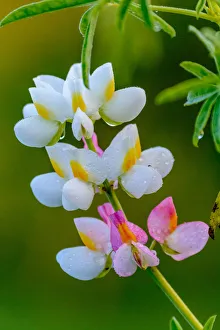Ethiopia Prints: Wild flower. Bale Mountains National Park. Ethiopia