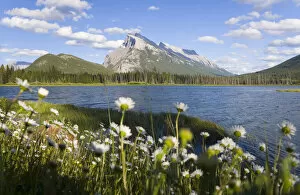 Wild flowers, Mt Rundle, Vermillion Lake, Banff National Park, Alberta, Canada