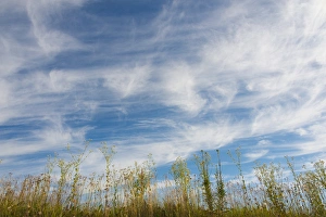 Climate Prints: Wild flowers under sky of clouds, Furano, Hokkaido Prefecture, Japan