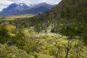 Images Dated 24th April 2009: Wild flowers surround dead burned tree, Torres del Paine National Park, Patagonia, Chile