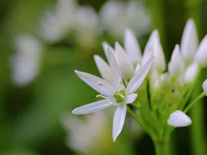 Herb Prints: Wild garlic. Germany