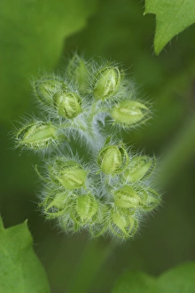 Geranium Prints: Wild Geranium buds waiting to open, Geranium maculatum, Kentucky