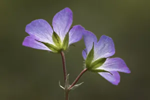 Images Dated 29th July 2020: Wild Geranium flowers viewed from below, near Holland, Michigan