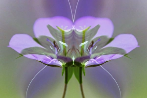 Great Smoky Mountain Prints: Wild geranium with special effect, Great Smoky Mountains, National Park, Tennessee
