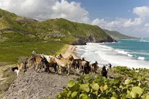 Images Dated 3rd December 2006: Wild goat herd overlooking Frigate Bay, southeast peninsula, St Kitts, Caribbean