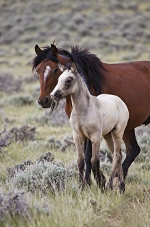 Mother Prints: wild horse (Equus caballos) baby with mother, Wyoming prairie, June