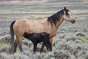 Nursing Prints: wild horse (Equus caballos) baby nursing with mother, Wyoming prairie, June