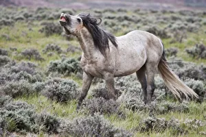 Images Dated 6th June 2009: Wild Horse (Equus caballos) male scenting females, Wyoming, USA, June