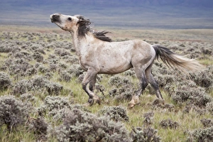 Fight Prints: Wild Horse (Equus caballos) male scenting females, Wyoming, USA, June