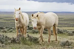 Horizon Over Land Prints: Wild Horse (Equus caballus) roaming on the sagebrush priaire at Cody, Wyoming