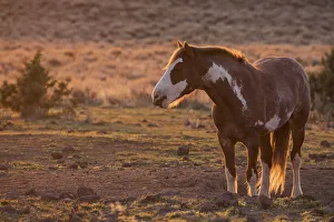 Wild horse at mineral lick