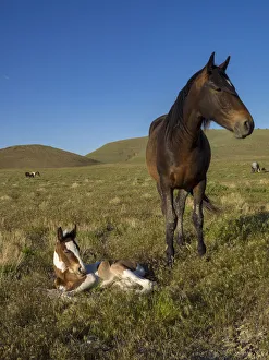 Prints of Wild horse mother shows off her yearling foal, Pony express byway near Salt Lake City and Dugway, Utah, USA Images Dated 2020 May: Wild horse mother shows off her yearling foal, Pony express byway near Salt Lake City