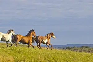 Medora Prints: Wild Horse running at Theodore Rooosevelt National Park, North Dakota, USA