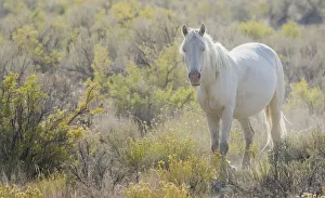Nature Prints: Wild horse, white eyes