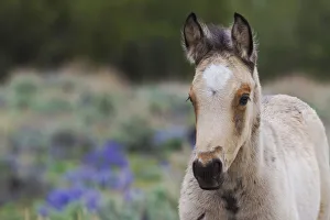 Curiosity Prints: Wild Horse; young colt
