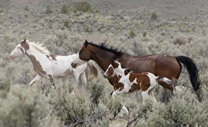 Mustang Prints: Wild horses on the move