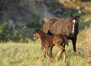 Foal Prints: Wild Horses
