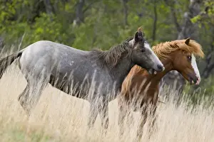 Images Dated 10th June 2008: Wild horses fighting in Theodore Roosevelt National Park in North Dakota