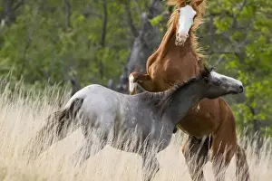 Fight Prints: Wild horses fighting in Theodore Roosevelt National Park in North Dakota