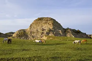 Images Dated 10th June 2008: Wild horses graze in Theodore Roosevelt National Park in North Dakota