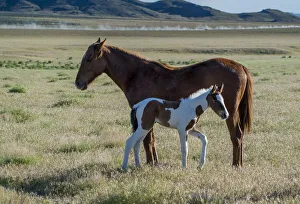 Yearling Prints: Wild horses, mother and yearling foal graze along Pony Express Byway near Salt Lake City