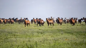 Flint Hills Prints: Wild horses moving in Flint Hills
