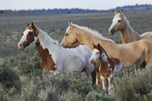 Mustang Prints: Wild Horses; Mustangs