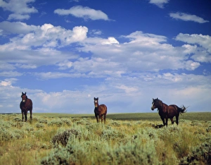Images Dated 14th September 2015: Wild Horses near Farson, Wyoming, Blm land