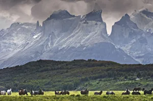 Patagonia Prints: Wild horses in Patagonia southern Chile