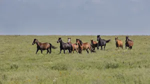 Images Dated 2022: Wild horses running in the Flint Hills