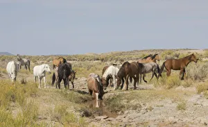 Nature Prints: Wild horses at small waterhole