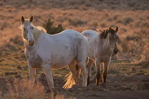 Steens Mountain Prints: Wild horses at sunset