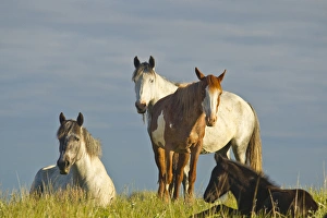 Medora Prints: Wild horses at Theodore Rooosevelt National Park, North Dakota, USA