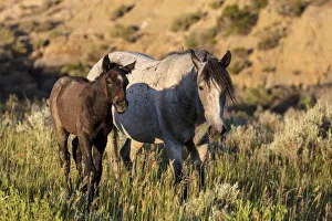 Great Plain Prints: Wild horses in Theodore Roosevelt National Park, North Dakota, USA